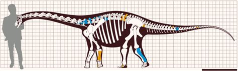 New Small Titanosaur Species Discovered in Brazil : r/Dinosaurs