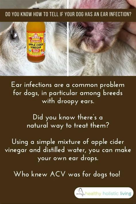 Apple Cider Vinegar For Dogs - Healthy Holistic Living