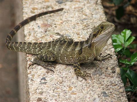 Lizard on the wall Free Photo Download | FreeImages