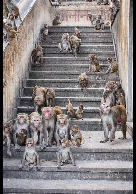 Feeding time at the Galtaji Monkey Temple, Jaipur, India | Flickr