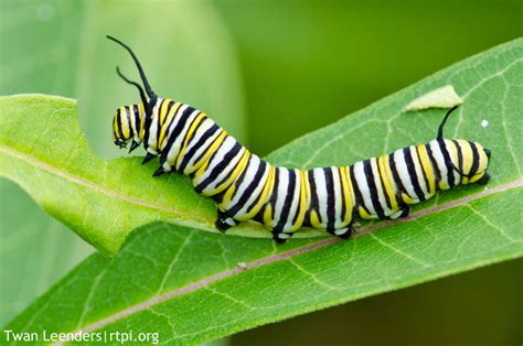 Caterpillar transformations Flashcards | Memorang