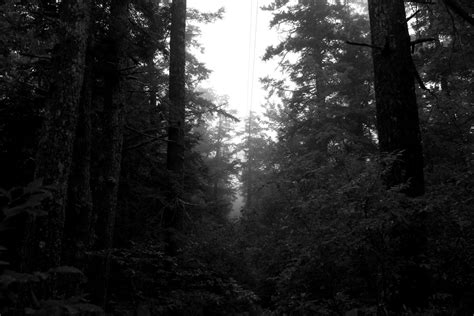 Dark forest fog by bobkangol on DeviantArt