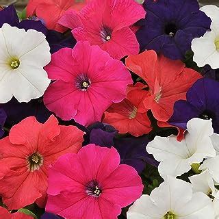 Amazon.com: supertunia seeds