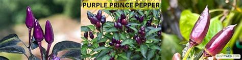 Purple Super Hot Pepper Types - BusyYard