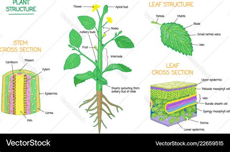 Plant structure and cross section biology diagrams