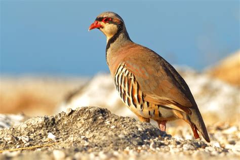 Leh Ladakh Tour Operators | Wildlife Tour Packages Ladakh