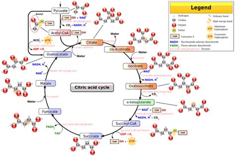 World of Biochemistry (blog about biochemistry): Krebs cycle (general ...