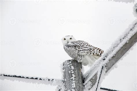 Winter Frost Snowy Owl 5189220 Stock Photo at Vecteezy