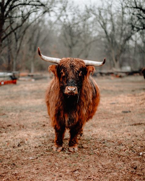 The Importance Of Hoof Trimming For Cows - The Open Sanctuary Project