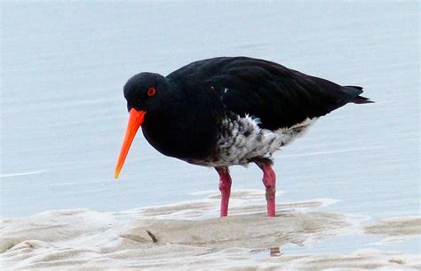 Oyster catcher. | The variable oystercatcher is a familiar s… | Flickr