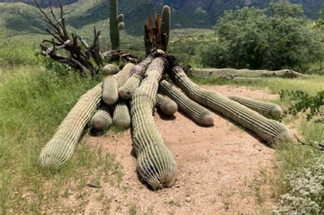 Large 200-year-old desert cactus collapses in Arizona after seasonal ...