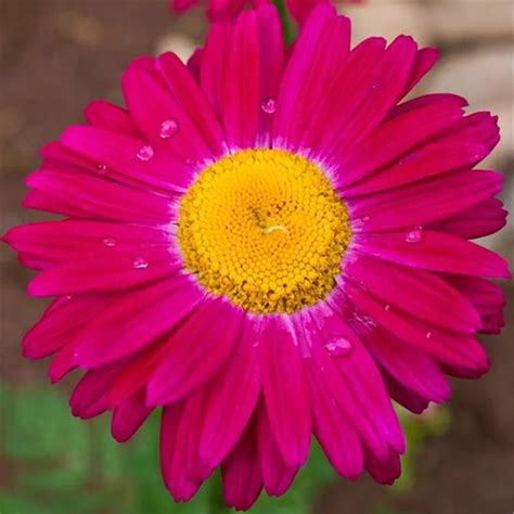 Pyrethrum Flower 50 Seeds Mix Color Painted Daisy And Chrysanthemum Coccineum Hardy Perennial ...