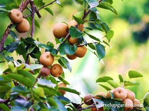 20th Century Asian Pear Tree: The Essential Guide to Pyrus pyrifolia ...