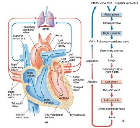 The Coronary Circulation Diagram | Quizlet