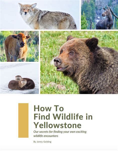 Yellowstone Wildlife Watching Guide - A Yellowstone Life