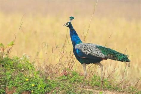 9 Birds With The Largest Feathers - Bird Feeder Hub