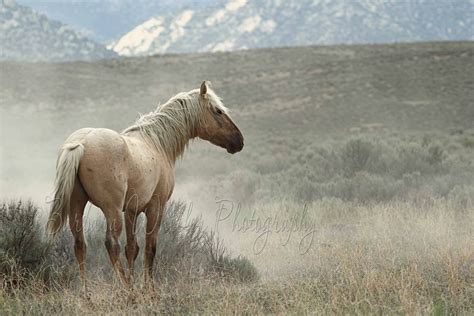 wild palomino stallion - Google Search 1968 Mustang, Mustang Horse ...