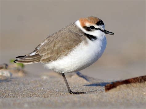 Kentish Plover - eBird Taiwan