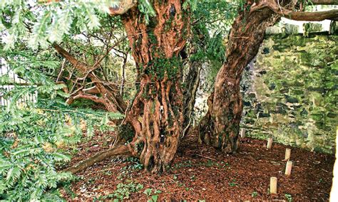 Fortingall Yew named one of the country’s most ‘awesome’ trees