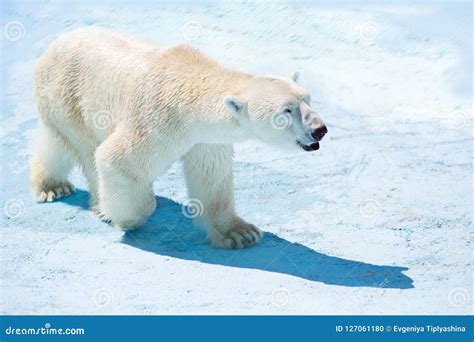 Polar bear in the snow stock photo. Image of snow, arctic - 127061180