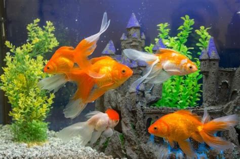 Goldfish Memory Span: How Long Is It? Interesting Facts to Know | Hepper