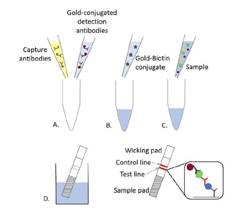 Universal Lateral Flow Assay Kit (ab270537) | Abcam