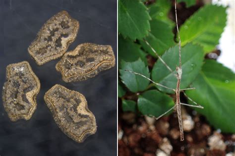 Neat! Stick Insect Eggs Can Survive Being Eaten by Birds | Audubon