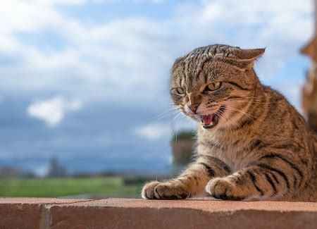 Why Is My Cat Growling? | TheCatSite