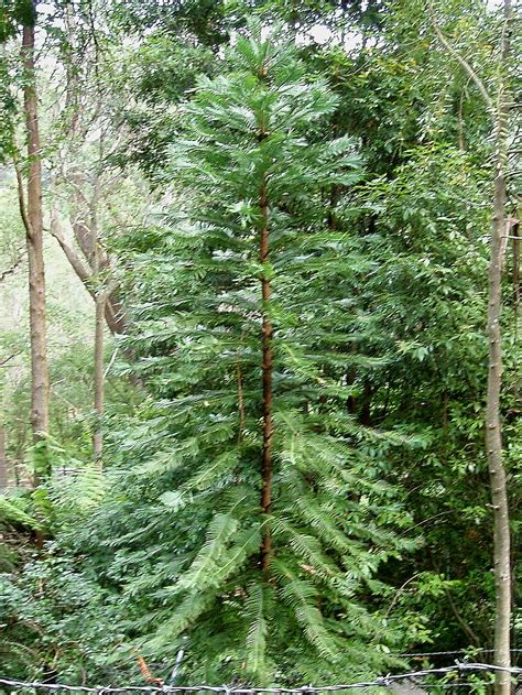 File:Wollemi Pine.jpg - Wikimedia Commons