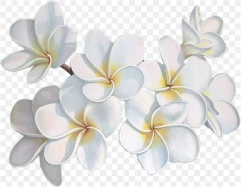 Flower Blog Avatar, PNG, 1063x828px, Flower, Avatar, Blog, Cut Flowers ...