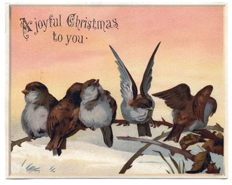 16 Christmas Birds Images! - The Graphics Fairy