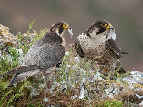 What Do Peregrine Falcons Eat? (Full Diet Guide) | Birdfact