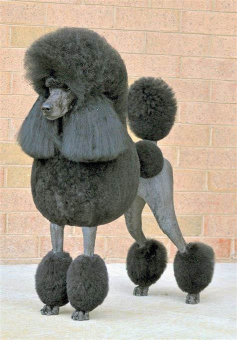 poodle puppy cut show - Denyse Pullen