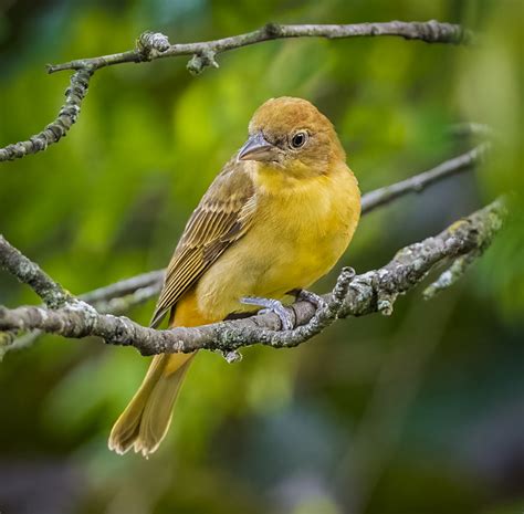 Summer Tanager - Owen Deutsch Photography