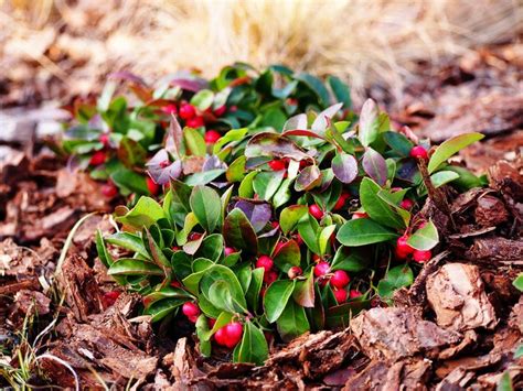 Wintergreen Plant Care: Learn About Wintergreen Growing Conditions | Plant care, Companion ...