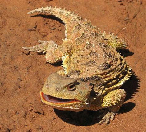 Lizards in southeast Utah