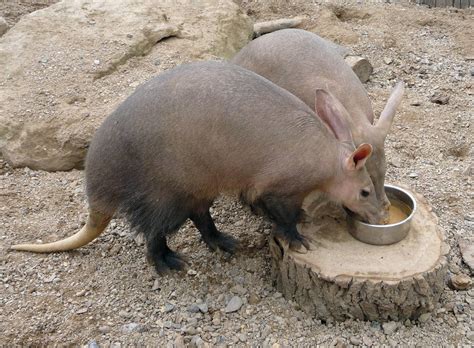 Aardvark