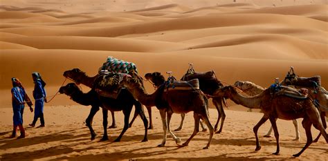 Free stock photo of Arabian camel, berber, berbers