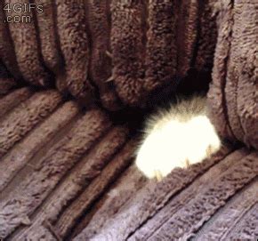 Couch GIF - Find & Share on GIPHY