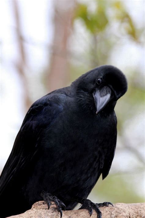 Crow Symbolism and Meaning: 11 Spiritual Meanings of Crows | Sarah Scoop