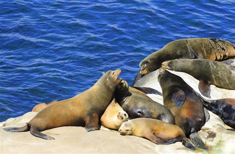 Seals and Sea Lions at La Jolla Cove