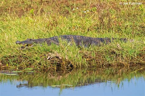 West African Crocodile – Joe Fuhrman Photography