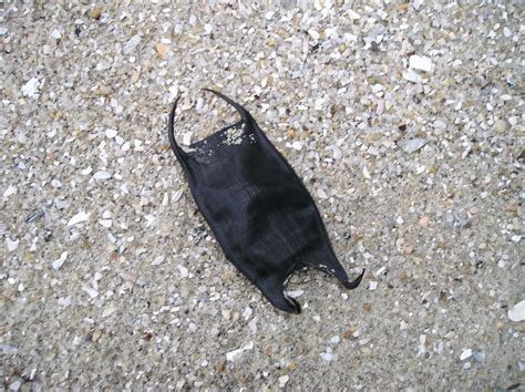 Ocracoke Island Journal: Devil's Pocketbook