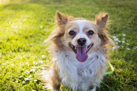 Long Haired Chihuahua Hair Cuts: A Guide to Grooming with Hairstyle Pics