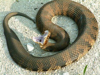 Oh, the friends you can make on the AT! This is a copperhead that ...