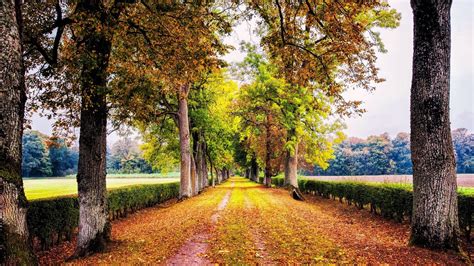 trees, Lined, Road HD Wallpapers / Desktop and Mobile Images & Photos