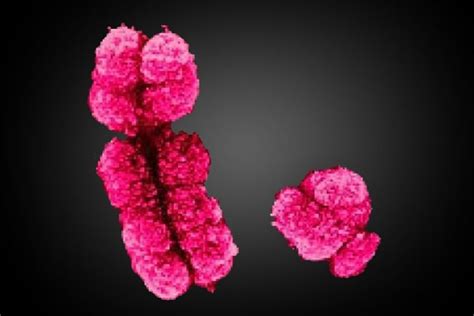 Male Chromosome: Why Do Males Need An X Chromosome?