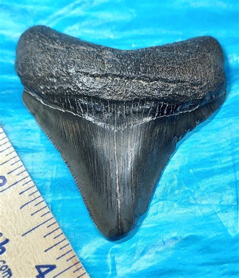 High Quality Megalodon Shark Tooth · L1: 2.68 L2: 2.50 · MegaTeeth