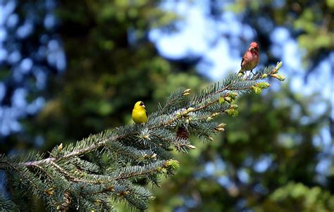 What Is The Washington State Bird? - WorldAtlas.com