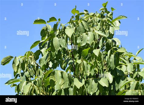 Walnut tree leaves Stock Photo - Alamy